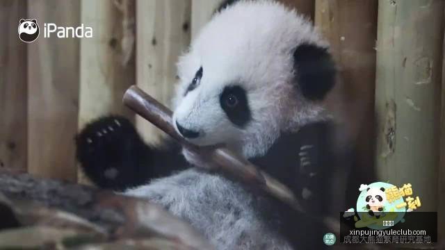 英雄联盟,全球总决赛,中国战队强,新葡京,新葡京app,新葡京娱乐,新普京赌场